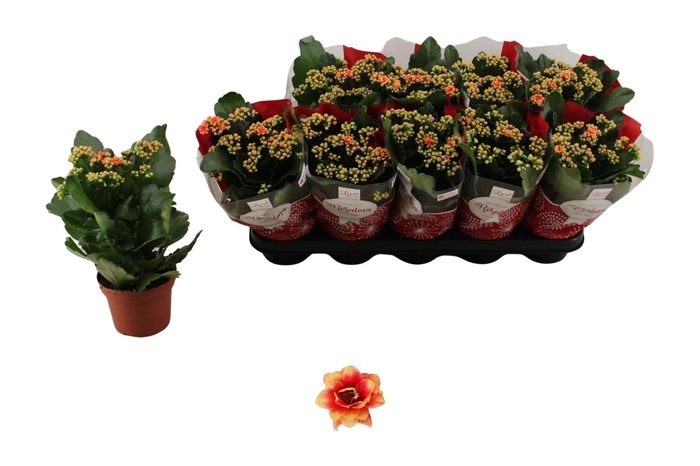 <h4>KAL GE FELIZ BICOLOR</h4>