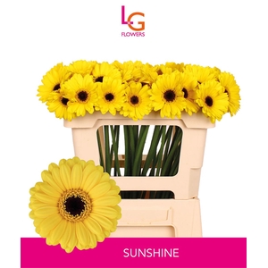 Germini Sunshine Per kaart