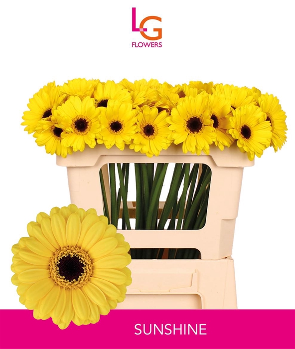 <h4>Germini Sunshine Water</h4>
