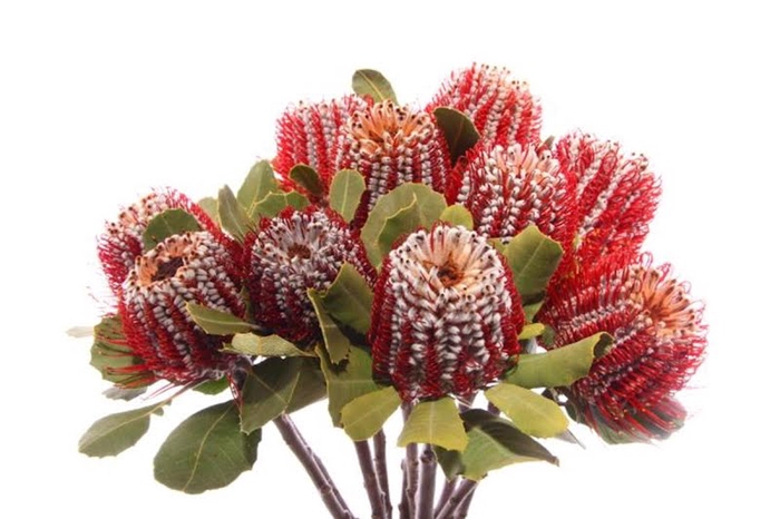 <h4>Banksia Coccinea</h4>