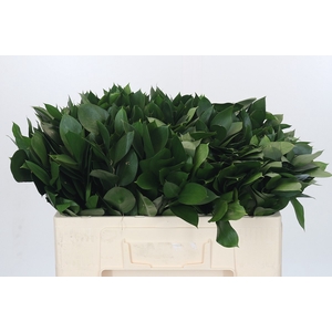 RUSCUS HYPOPHYLLUM
