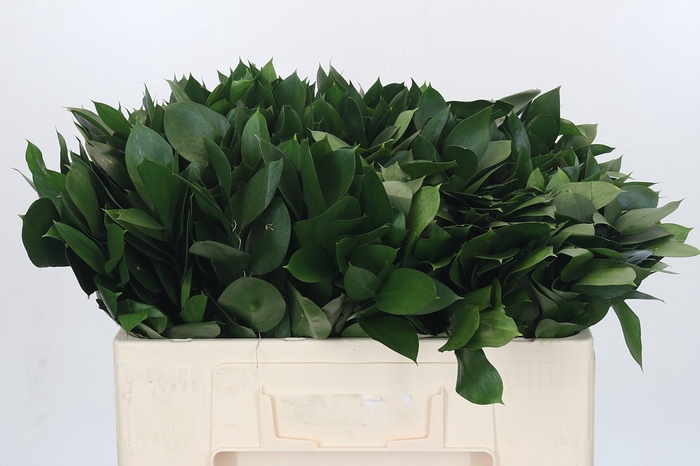 <h4>RUSCUS HYPOPHYLLUM</h4>
