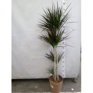 Dracaena marg. 'Magenta'