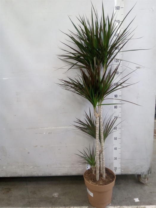 <h4>Dracaena marg. 'Magenta'</h4>