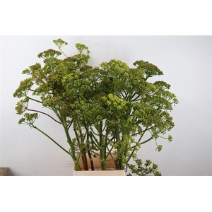 Ferule Seed 120cm P Stem