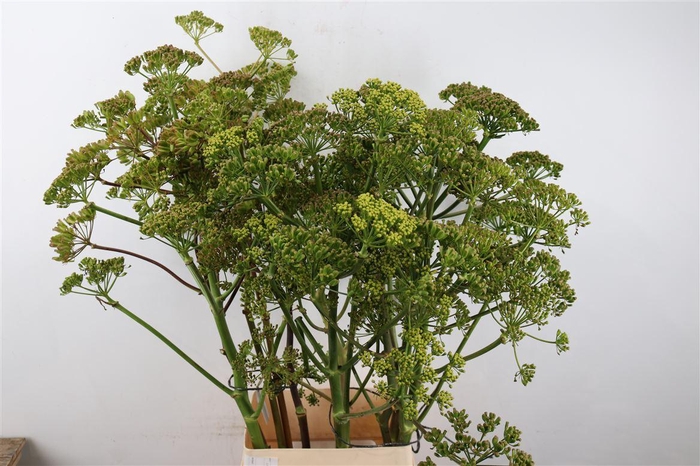 <h4>Ferule Seed 120cm P Stem</h4>