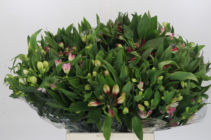 <h4>Alstroemeria mixed in pan</h4>