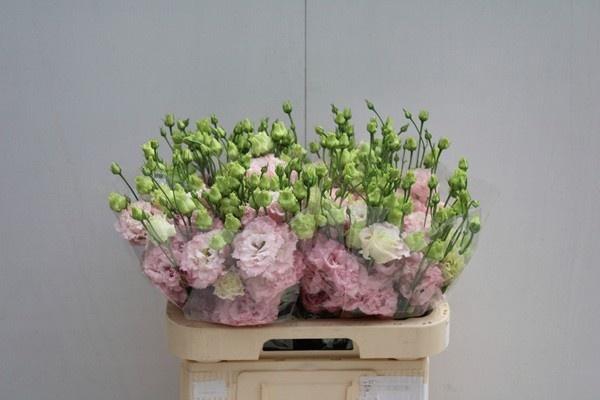 <h4>EUS G ALISSA PINK</h4>