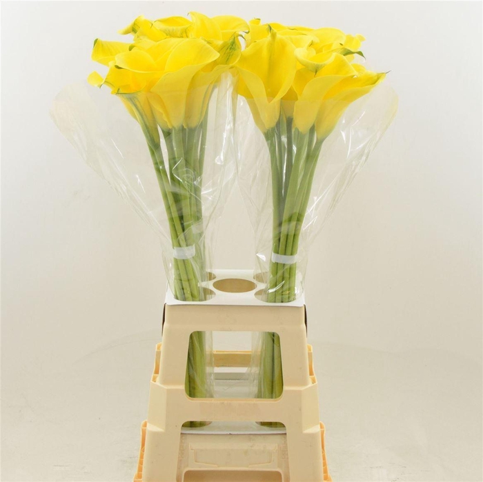 Calla Sunya | Heavy Quality