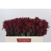 Leucadendron Blush Spray