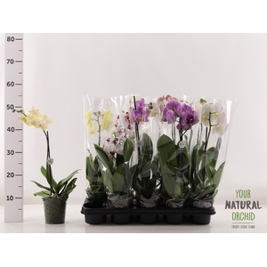 PHAL GEM