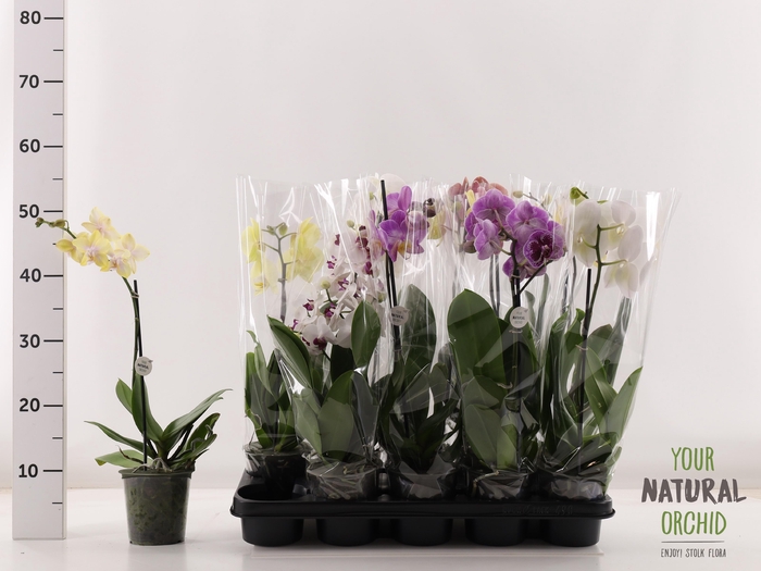 <h4>PHAL GEM</h4>