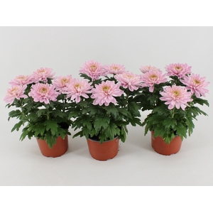 Chrysant Zembla Rossano