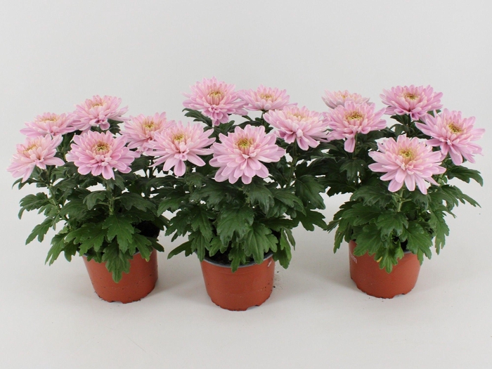 <h4>Chrysant Zembla Rossano</h4>