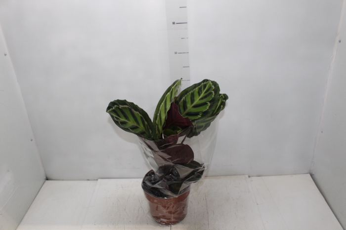 <h4>CALATHEA ROSEA-PICTA P17</h4>