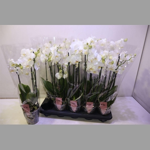 Phal An Inverness