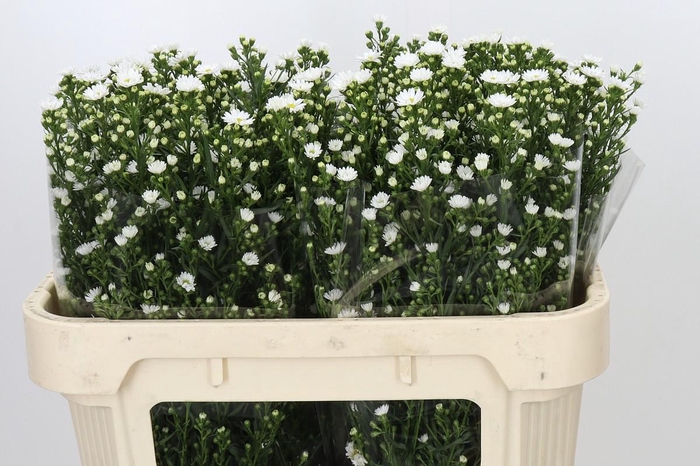 <h4>Aster Paquita</h4>