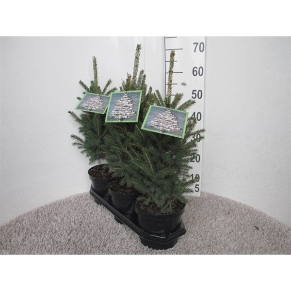 <h4>Picea glauca Super Green 40-50, P19</h4>