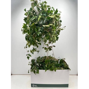 CISSUS RH ELLEN DAN