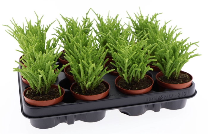 <h4>Crassula   ...</h4>
