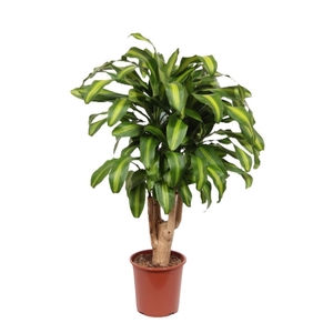 Dracaena Massangeana