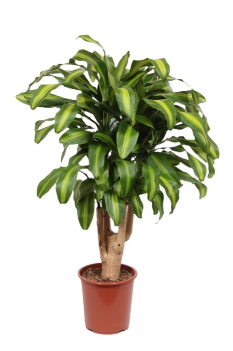 <h4>Dracaena Massangeana</h4>