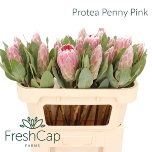 Protea Penny Pink