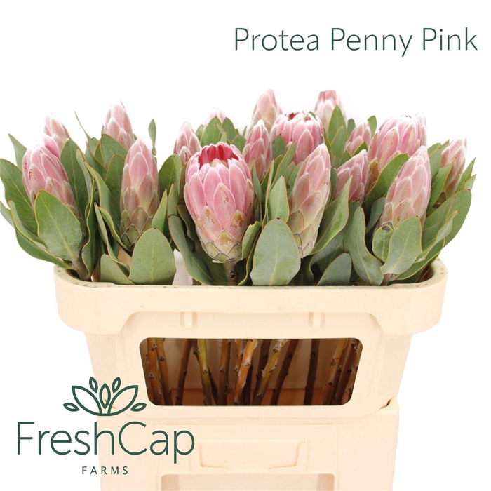 <h4>Protea Penny Pink</h4>
