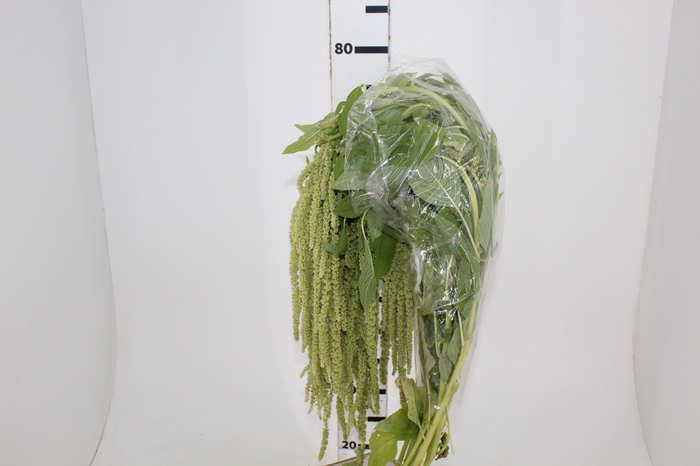 <h4>AMARANTHUS VERDE 070 CM VERDE</h4>