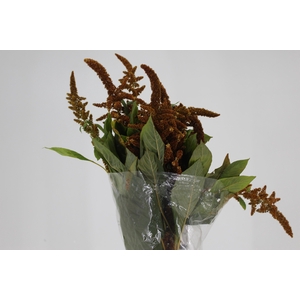 AMARANTHUS DOURADO 070 CM