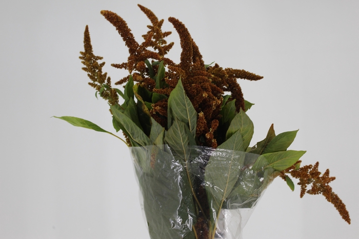 <h4>AMARANTHUS DOURADO 070 CM</h4>