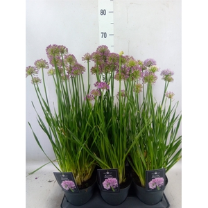 Allium  'Millenium'