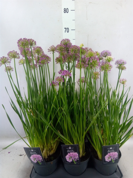 <h4>Allium  'Millenium'</h4>