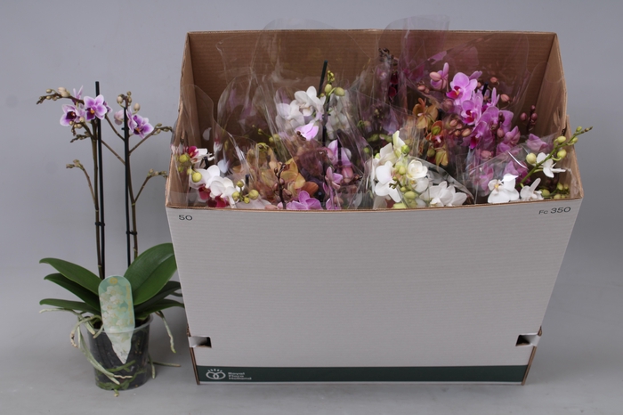 <h4>PHAL MF GEM 8 KL</h4>
