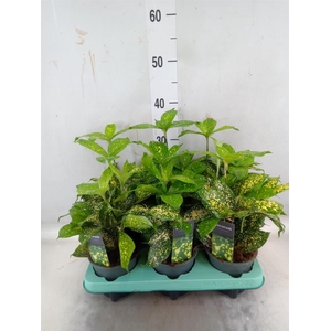 Dracaena surculosa 'Florida Beauty'