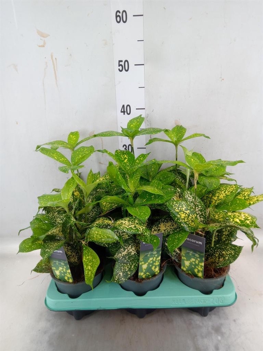 <h4>Dracaena surculosa 'Florida Beauty'</h4>