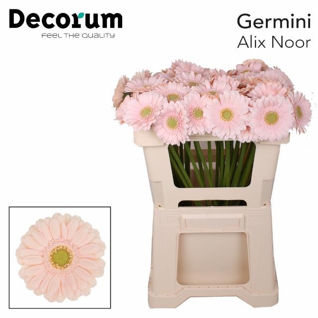 <h4>Ge Mi Alix-noor</h4>