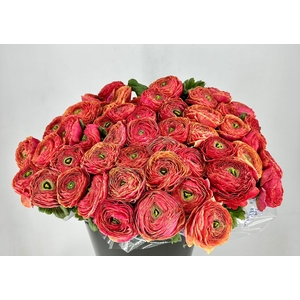 Ranunculus Clooney Pandora Super
