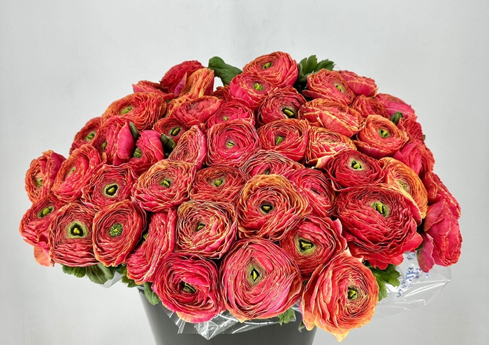 <h4>Ranunculus Clooney Pandora Super</h4>