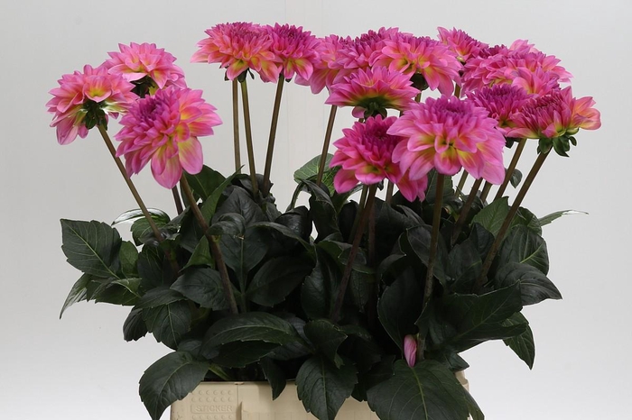 <h4>Dahlia Esli</h4>