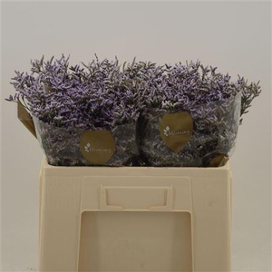 Limonium Safora Lilac