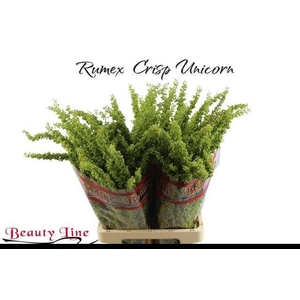 Rumex Crisp Unicorn