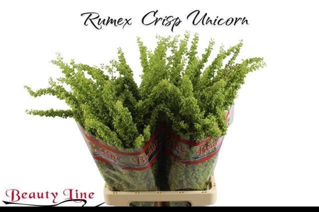 <h4>Rumex Crisp Unicorn</h4>