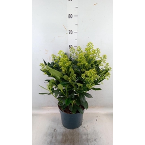 Skimmia jap. 'Finchy'