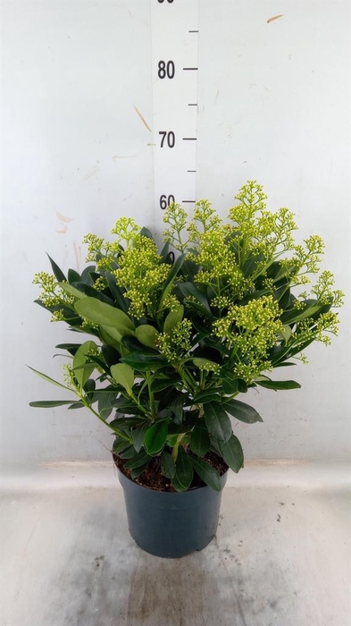 <h4>Skimmia jap. 'Finchy'</h4>