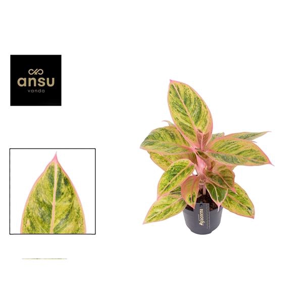 <h4>Aglaonema Salmon Fantasy</h4>