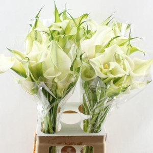 CALLA CAPTAIN VENTURA ZANT CAPT VEN