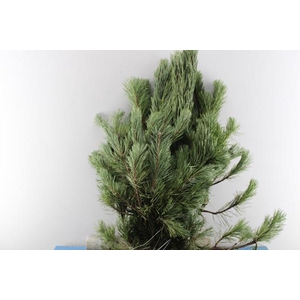 Deco Gr Pinus Grof Per Kilo