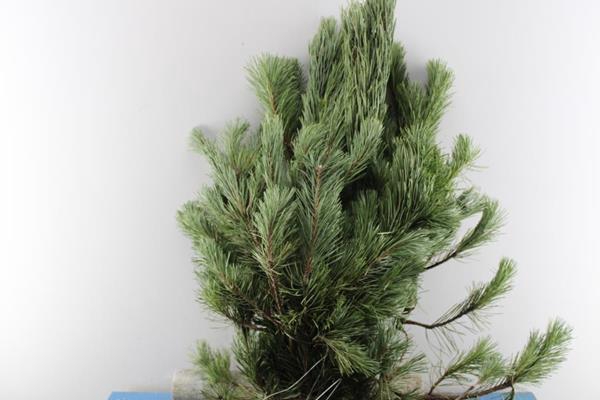 <h4>Deco Gr Pinus Grof Per Kilo</h4>