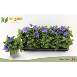 PLATYCO GR ASTRA BLU